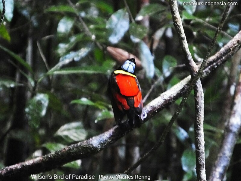 birding in Raja Ampat Wilson's Bird of Paradise (Diphyllodes respublica)