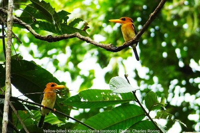 birding in Indonesia a couple of Yellow-billed Kingfisher.