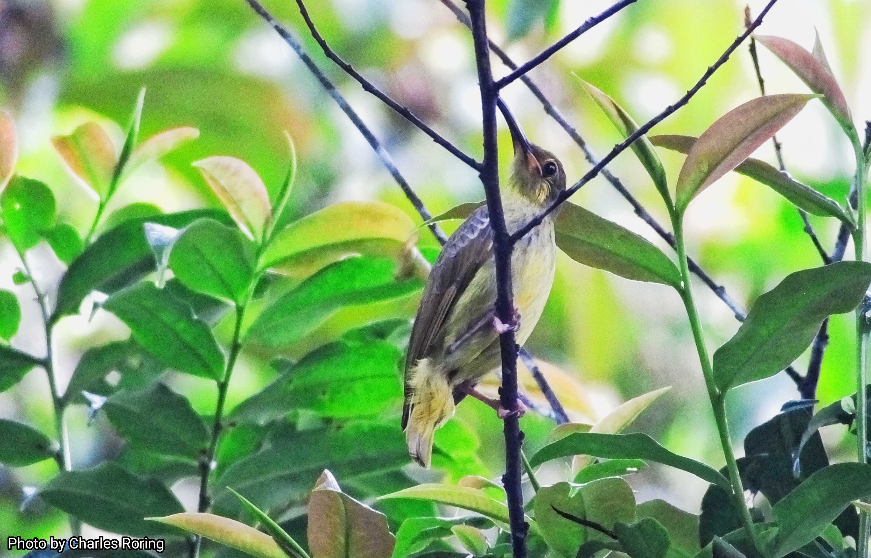 birdwatching in Tapan Road of Kerinci Seblat National Park, Jambi, Sumatra Yellow-eared Spiderhunter
