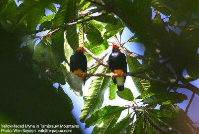 Yellow faced Myna (Mino dumontii)