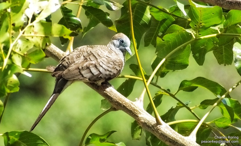 birds of bali Zebra Dove (Geopelia striata)