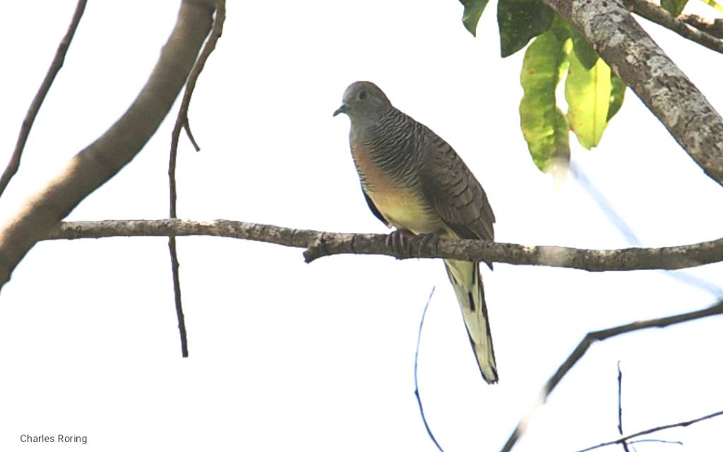 birdwatching tour in Jakarta of Indonesia Zebra Dove (Geopelia striata)